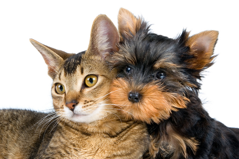 Cat and Dog
