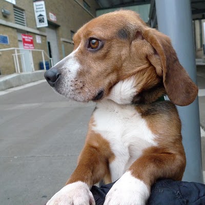 01 - Beagle - Top 10 Most Talktative Dogs