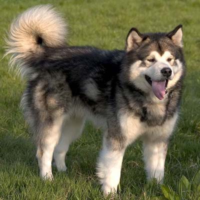 05 - Alaskan Malamute - Top 10 Most Talktative Dogs