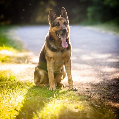 10 - German Shepherd - Top 10 Most Talktative Dogs