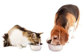 cat and dog diet