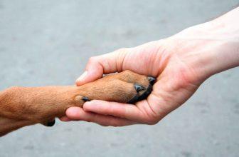 10 ways to help dogs