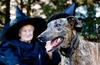 Adopt senior dog