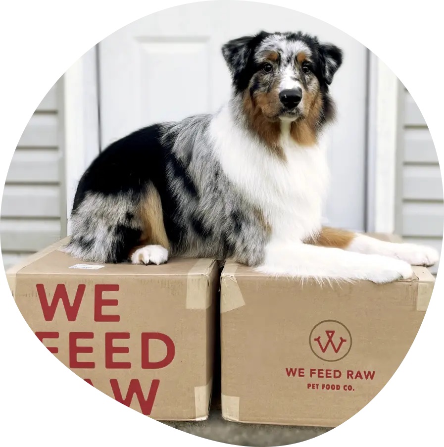 We feed raw reviews cheap