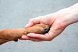 10 Ways to Help Dogs!