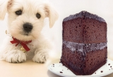 Is chocolate bad for a dog?